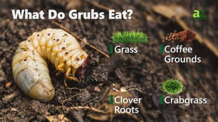 Are grubs safe to eat