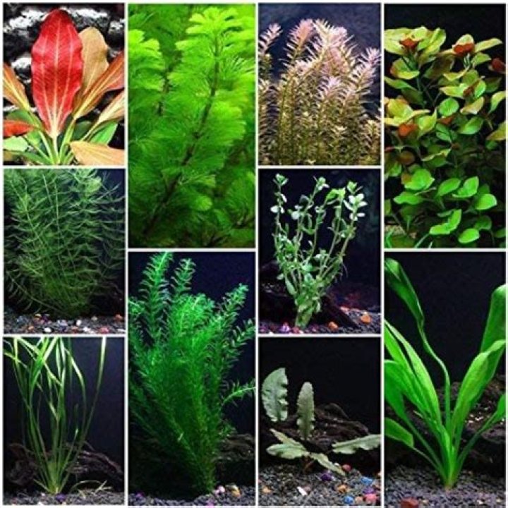Are live aquarium plants good
