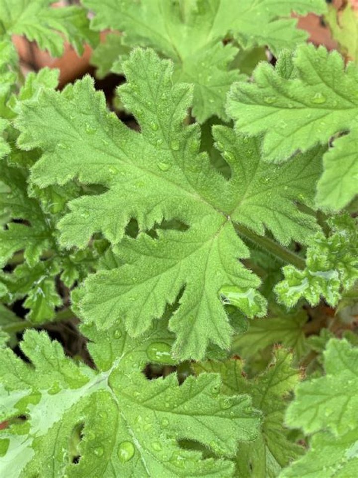 Are rose geranium leaves edible