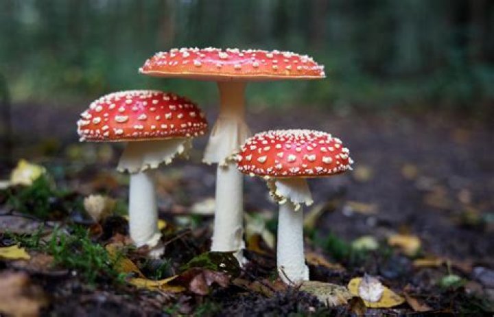 Are toadstool mushrooms edible