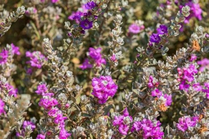 Can Texas sage survive winter