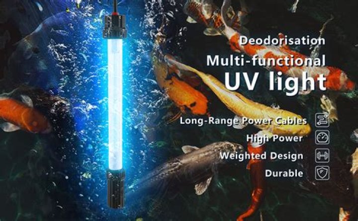 Can UV kill algae