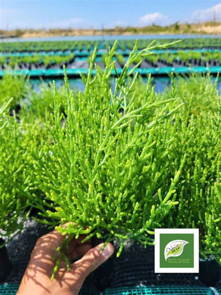 Can you get samphire in Australia
