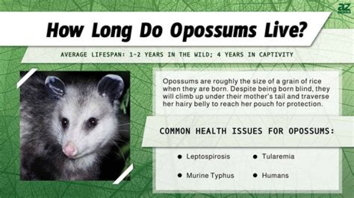 Do possums only live in Australia