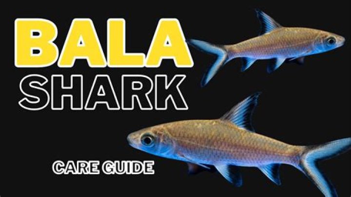 How big do Bala sharks get in the wild