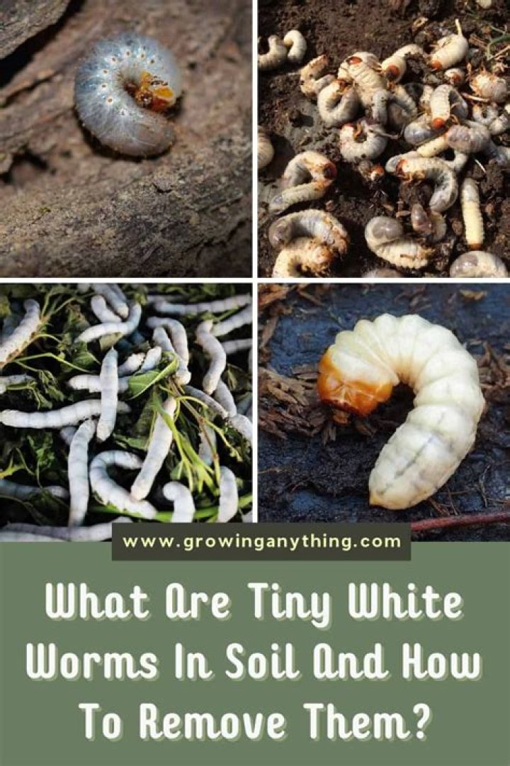 How do you get rid of little white worms in plant soil