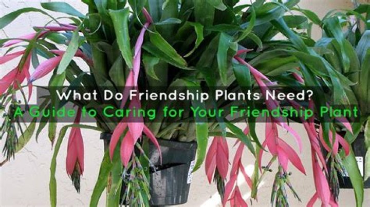 How do you grow a friendship plant