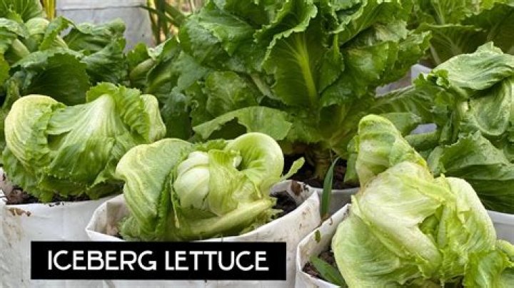 How do you grow iceberg head lettuce