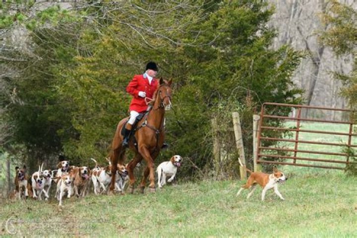 How does a fox hunt work