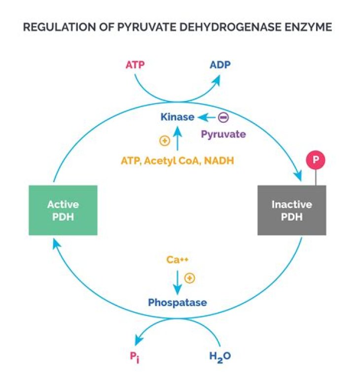 How many oxygen atoms are required for complete oxidation of pyruvate