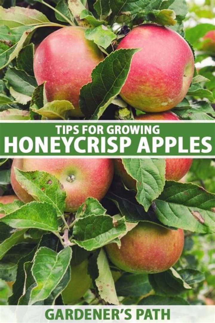 How much does a Honeycrisp apple tree cost