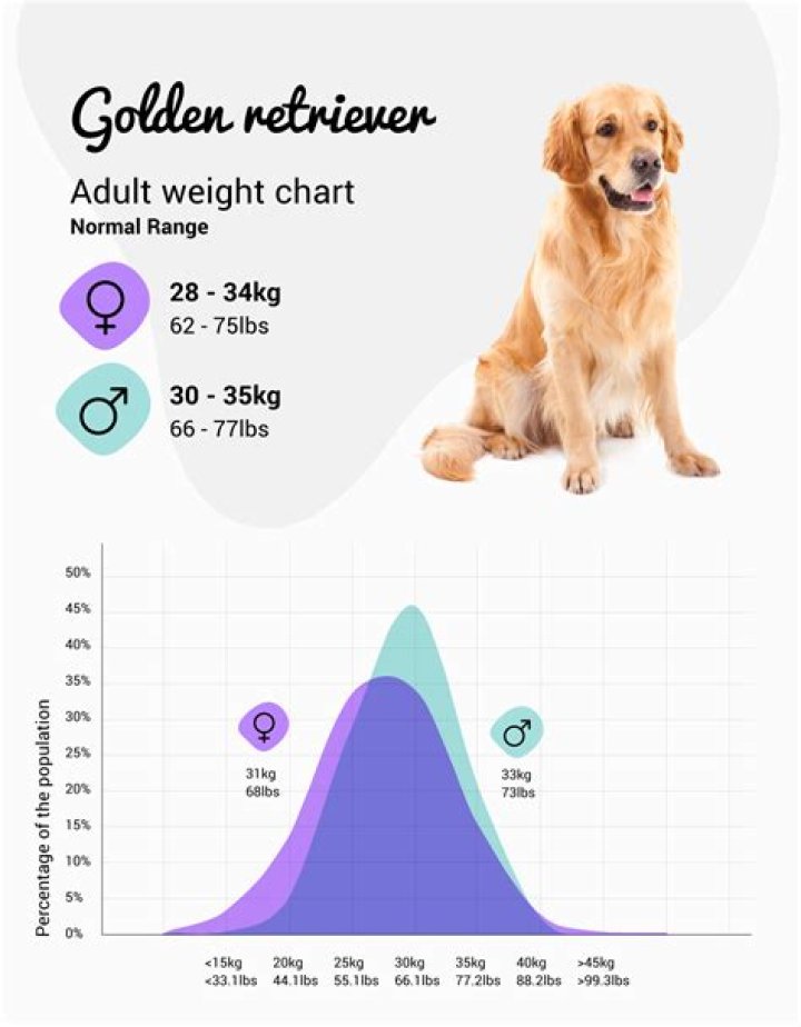How much should a Golden Retriever weight at 6 months