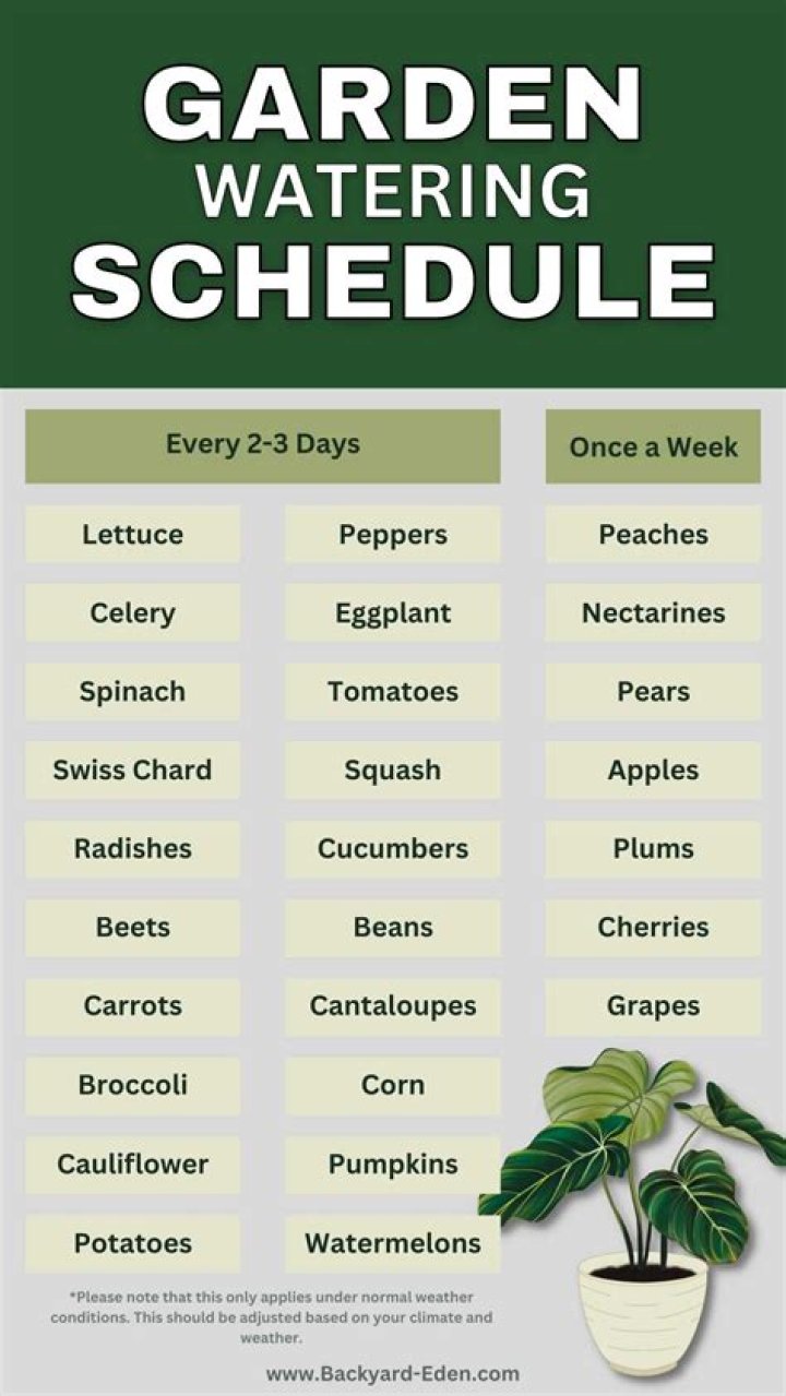 How often should I water Periwinkle