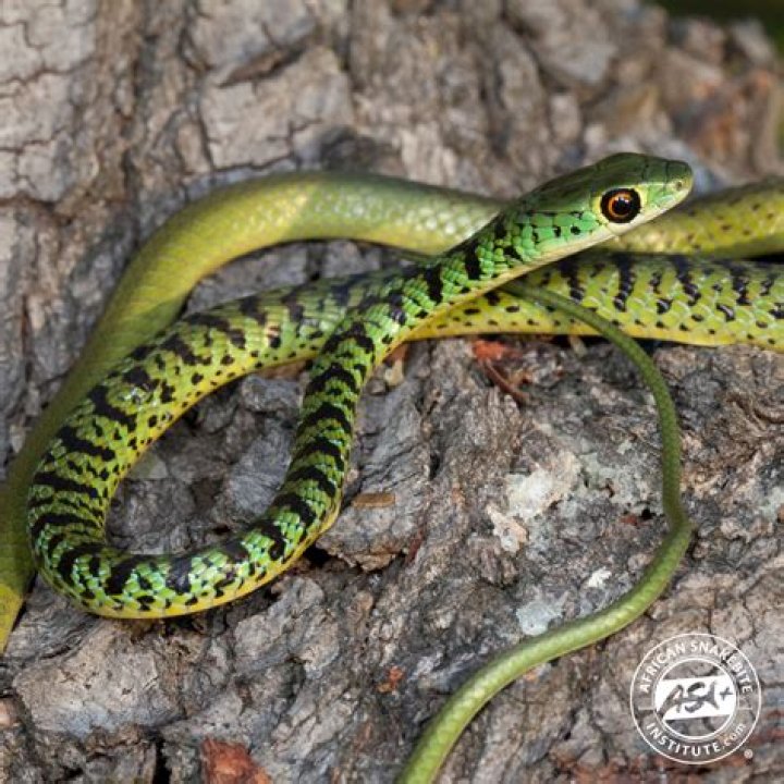 Is a spotted bush snake poisonous