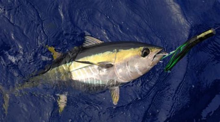 Is bluefin tuna high in mercury