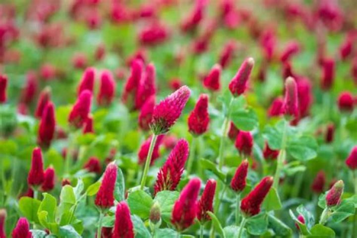 Is crimson clover annual or perennial