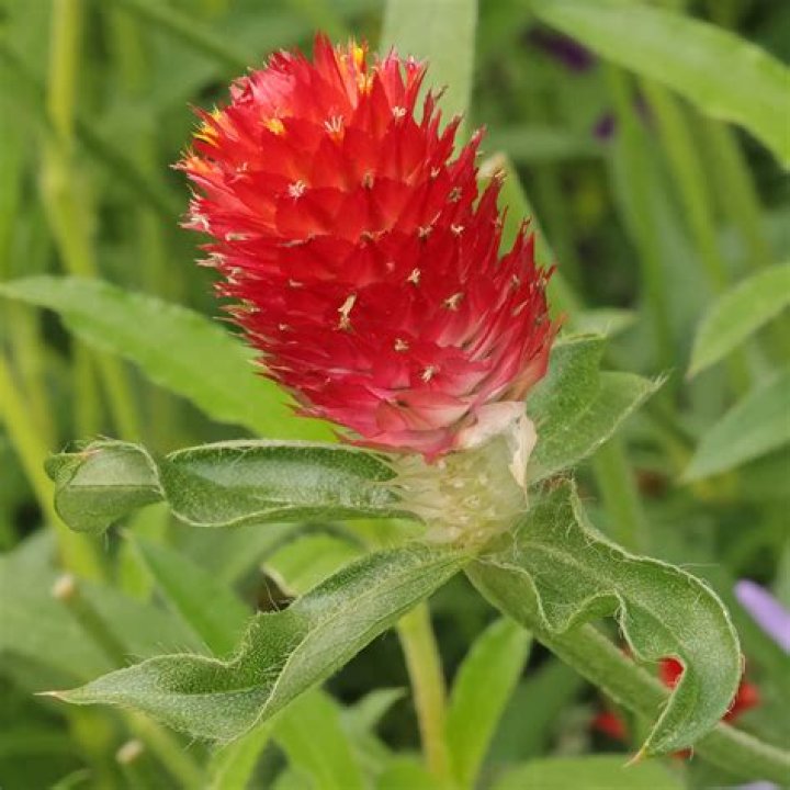 Is gomphrena edible
