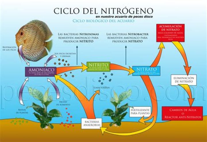 ¿Qué es el ciclo del nitrogeno para niños
