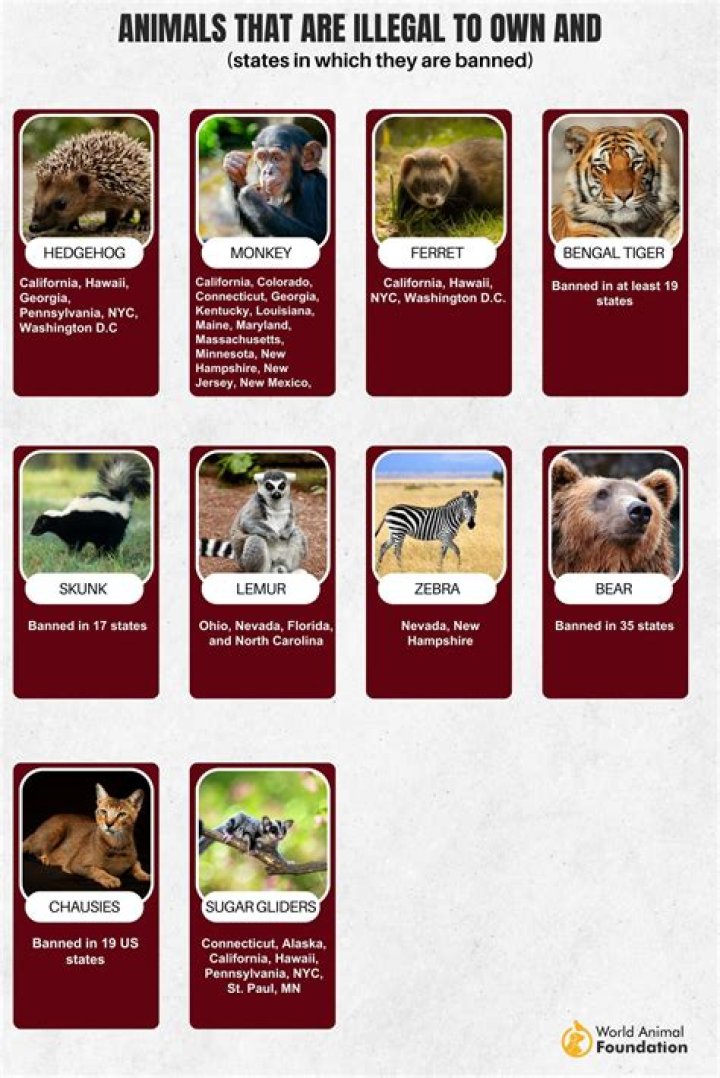 What animals are illegal to own in NY