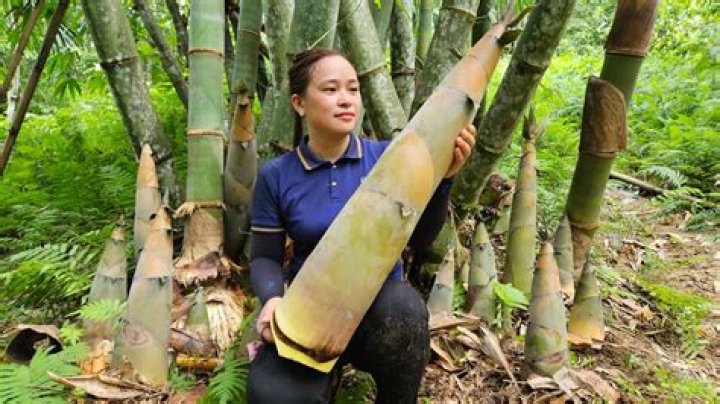 What are bamboo shoots made of