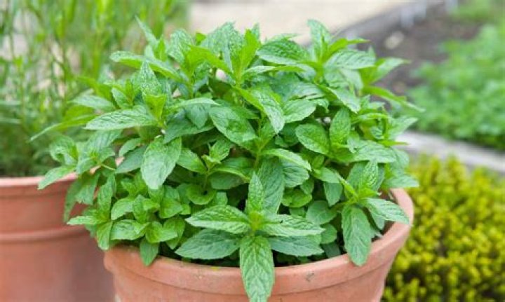 What are mint plants good for