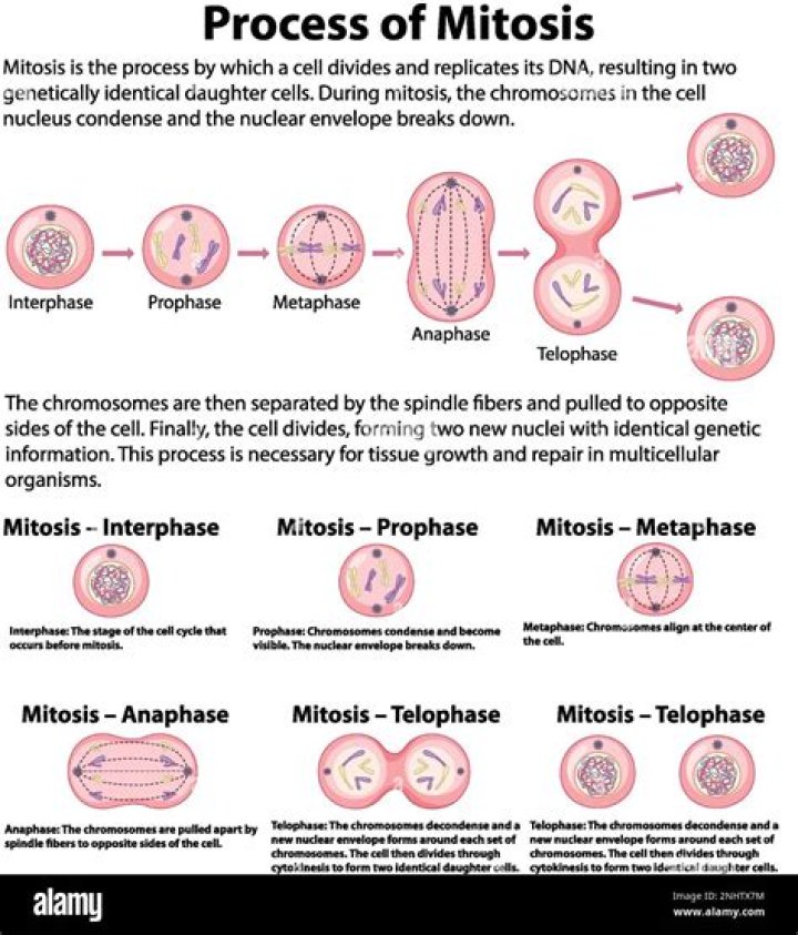 What are the steps of mitosis in order