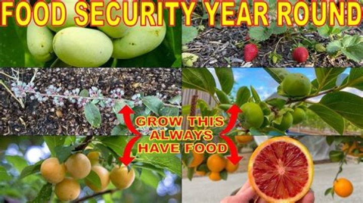 What fruit grows all year round
