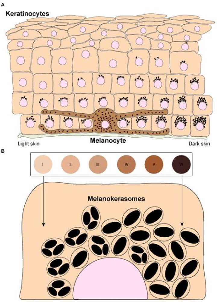 What happens to the melanin after it is produced