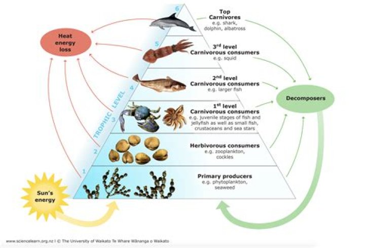 What is a trophic level in ecology