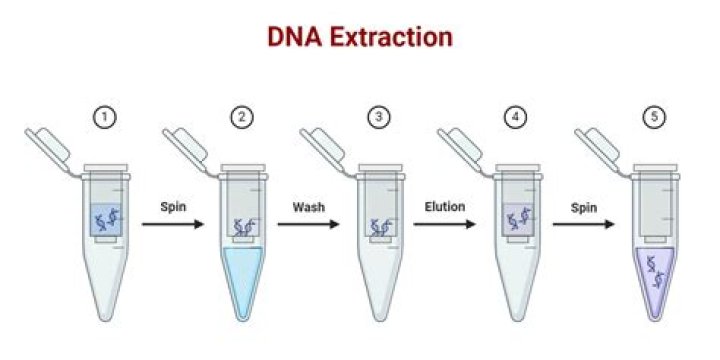 What is chelex extraction