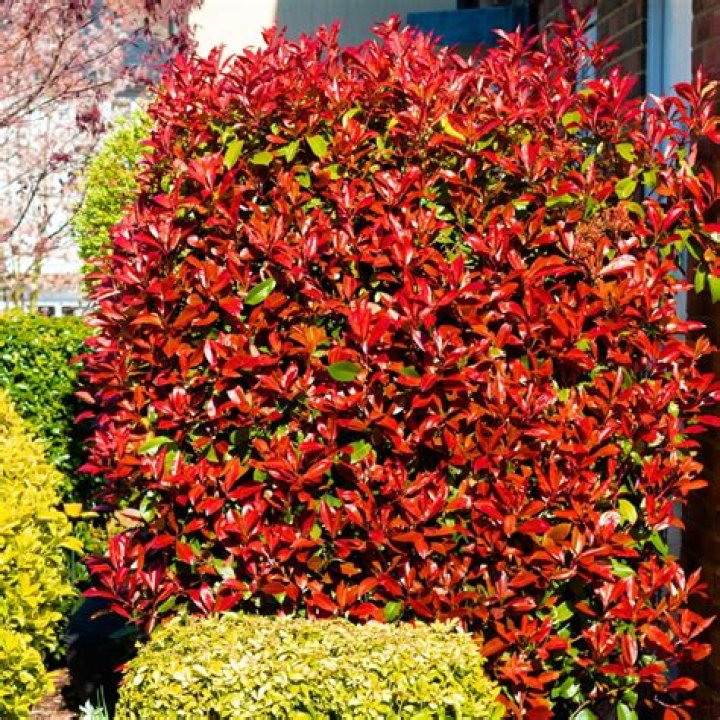 What is killing my red tip photinia