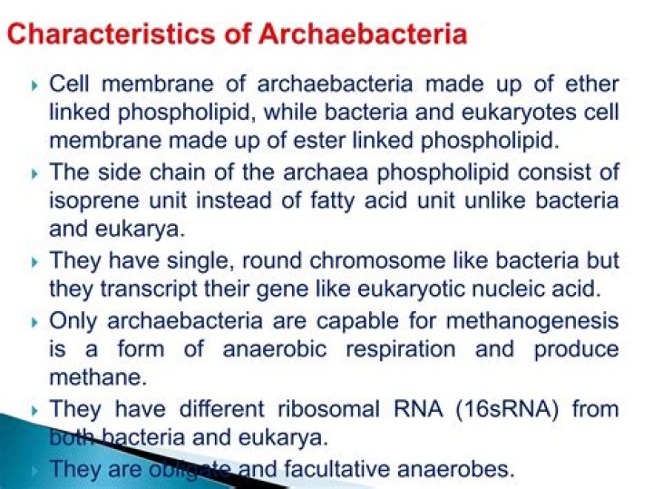 What is the feeding type of archaebacteria