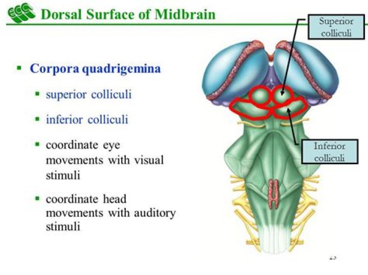 What is the function of the superior and inferior colliculus in the brain