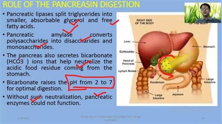 What role does the pancreas play in homeostasis