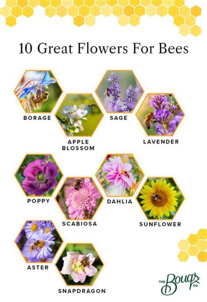 What type of flowers do bees like