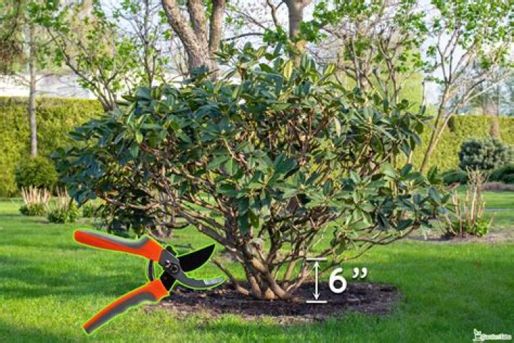 When should I cut back skimmia