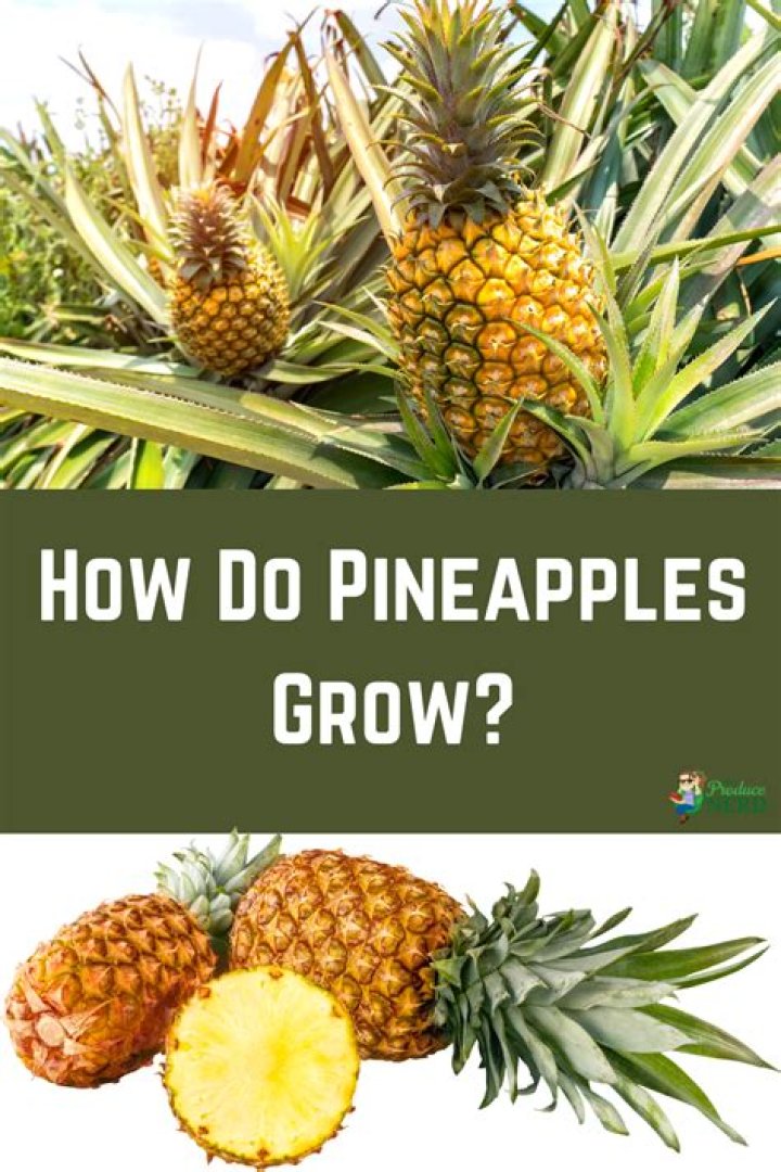 Where do pineapples grow for kids