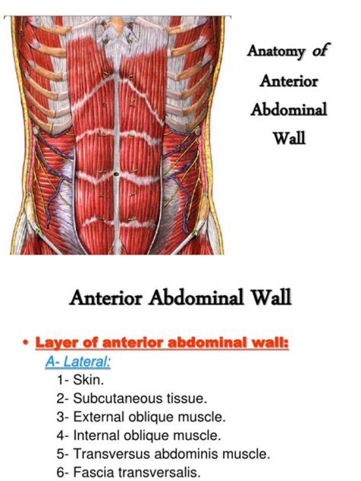 Which is a role of the anterior abdominal wall muscles