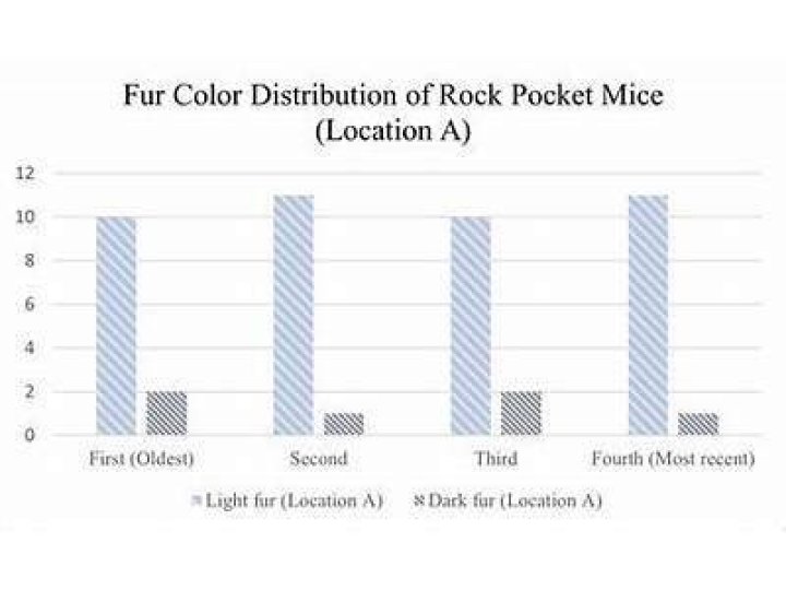 Why a rock pocket mouse color influences its overall fitness
