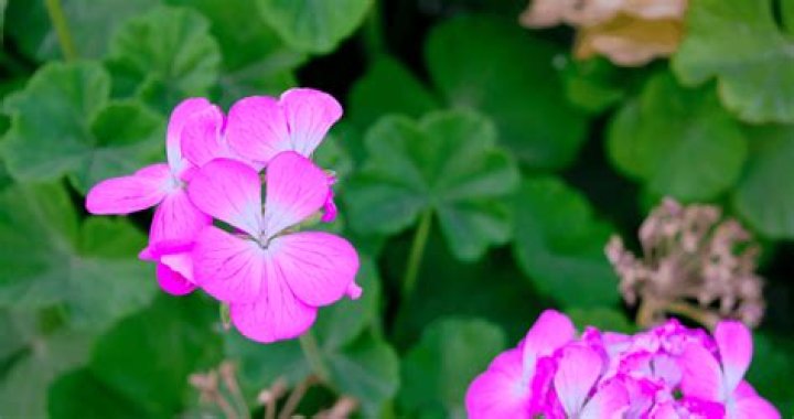 WHY DO rose buds die before blooming